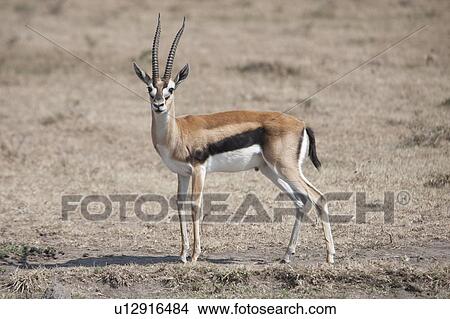 Picture - Gazelle wildlife in Kenya. Fotosearch