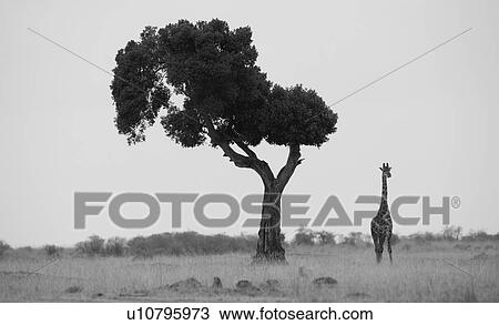 Stock Image - Giraffe by tree in Kenya. Fotosearch