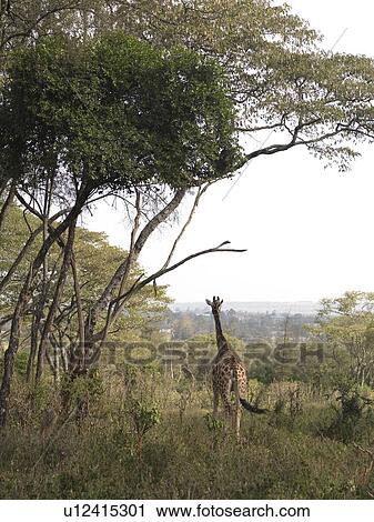 Stock Image - Giraffe in Kenya Africa. Fotosearch