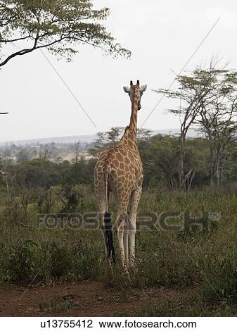 Giraffe in Kenya Africa View Large Photo Image Stock Image - Giraffe in Kenya Africa. Fotosearch