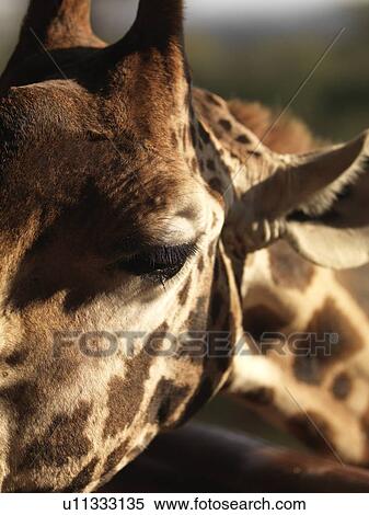 Stock Photography - Giraffe in Kenya Africa. Fotosearch