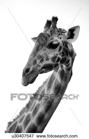 Stock Photo - Giraffe in Kenya. Fotosearch