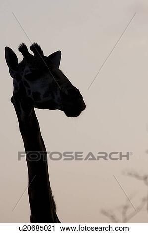 Giraffe in silhouette View Large Photo Image Stock Image - Giraffe in silhouette . Fotosearch