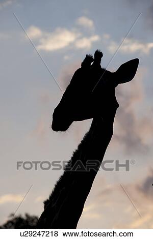 Stock Photo - Giraffe in silhouette . Fotosearch
