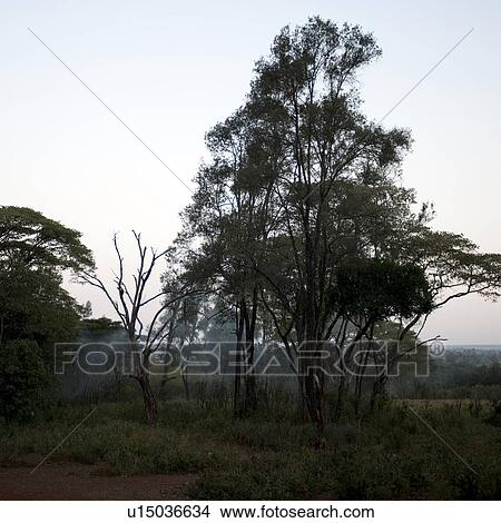 Giraffe Manor grounds in Kenya View Large Photo Image Picture - Giraffe Manor grounds in Kenya. Fotosearch