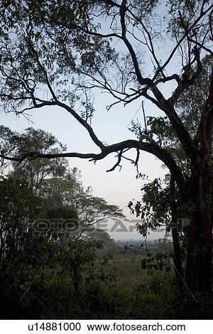 Giraffe Manor grounds in Kenya View Large Photo Image Stock Image - Giraffe Manor grounds in Kenya. Fotosearch
