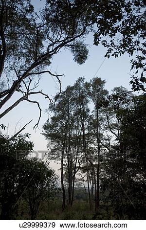 Stock Photo - Giraffe Manor grounds in Kenya. Fotosearch