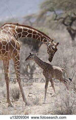Picture - Giraffe wildlife in Kenya. Fotosearch