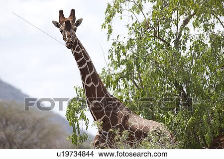 Picture - Giraffe wildlife in Kenya. Fotosearch
