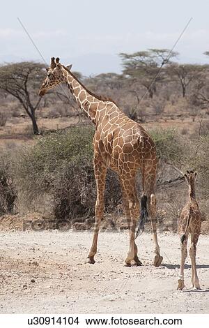 Picture - Giraffe wildlife in Kenya. Fotosearch