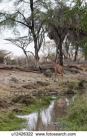 Stock Image - Giraffe wildlife in Kenya. Fotosearch