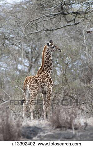 Giraffe wildlife in Kenya View Large Photo Image Stock Image - Giraffe wildlife in Kenya. Fotosearch
