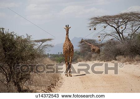 Stock Image - Giraffe wildlife in Kenya. Fotosearch