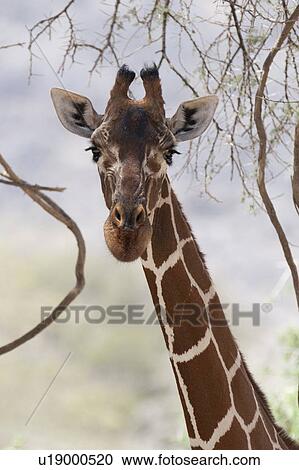Giraffe wildlife in Kenya View Large Photo Image Stock Image - Giraffe wildlife in Kenya. Fotosearch