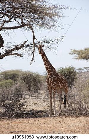Stock Photo - Giraffe wildlife in Kenya. Fotosearch