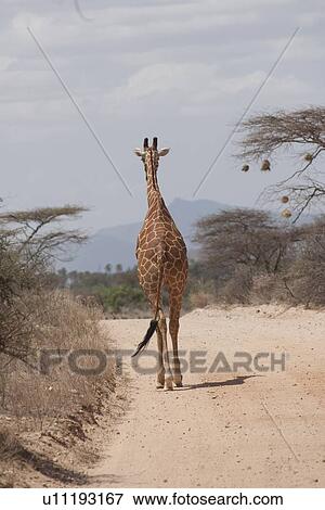 Giraffe wildlife in Kenya View Large Photo Image Stock Photo - Giraffe wildlife in Kenya. Fotosearch