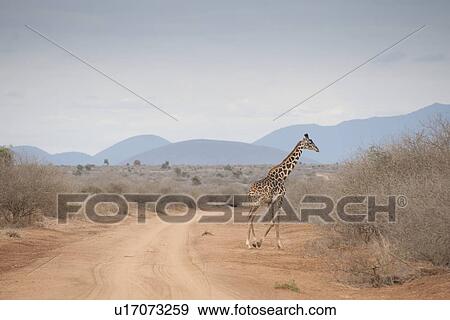 Stock Photo - Giraffe wildlife in Kenya. Fotosearch