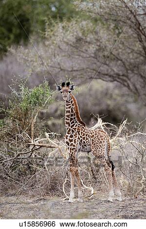 Giraffe wildlife in Kenya View Large Photo Image Stock Photograph - Giraffe wildlife in Kenya. Fotosearch