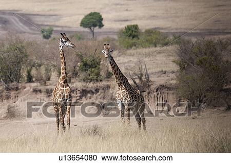 Giraffes in Kenya View Large Photo Image Stock Image - Giraffes in Kenya. Fotosearch