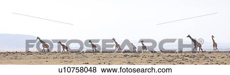 Stock Photo - Giraffes in Kenya. Fotosearch