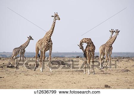 Stock Photo - Giraffes in Kenya. Fotosearch