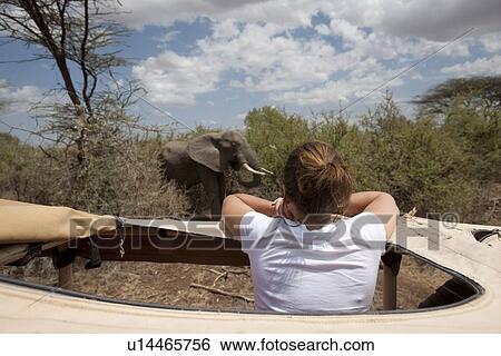 Stock Photograph - Girl in safari truck looking at elephant. Fotosearch
