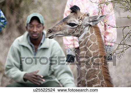 Girls with tour guide and giraffe View Large Photo Image Picture - Girls with tour guide and giraffe. Fotosearch