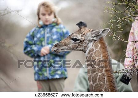 Girls with tour guide and giraffe View Large Photo Image Stock Photo - Girls with tour guide and giraffe. Fotosearch
