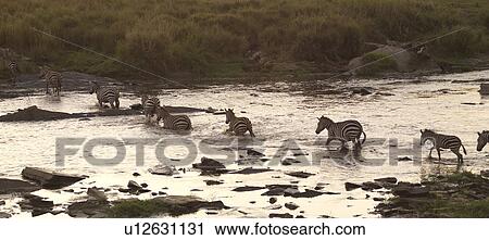 Great Migration river crossing in Kenya Africa View Large Photo Image Stock Image - Great Migration river crossing in Kenya Africa. Fotosearch