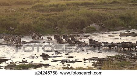 Stock Photo - Great Migration river crossing in Kenya Africa. Fotosearch