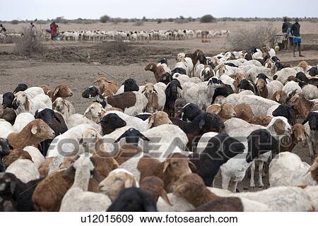 Herd of goats in Kenya View Large Photo Image Stock Photo - Herd of goats in Kenya. Fotosearch