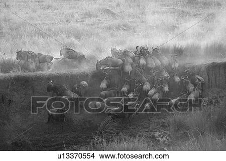 Picture - Herd of wildebeests in Kenya. Fotosearch
