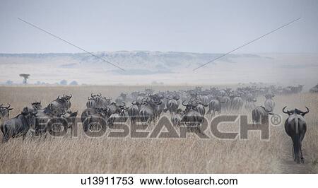 Herd of wildebeests in Kenya View Large Photo Image Stock Image - Herd of wildebeests in Kenya. Fotosearch