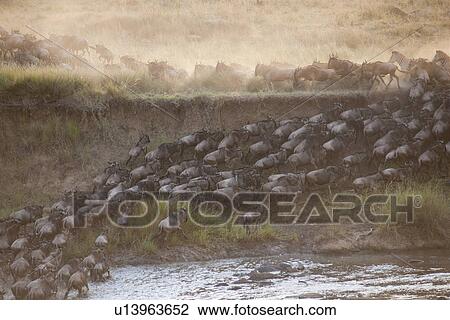 Stock Image - Herd of wildebeests in Kenya. Fotosearch