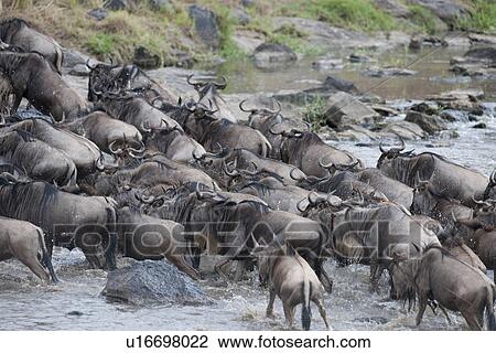 Herd of wildebeests in Kenya View Large Photo Image Stock Image - Herd of wildebeests in Kenya. Fotosearch