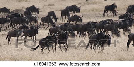 Herd of wildebeests in Kenya View Large Photo Image Stock Image - Herd of wildebeests in Kenya. Fotosearch