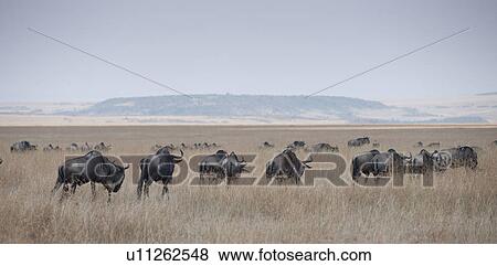 Herd of wildebeests in Kenya View Large Photo Image Stock Photo - Herd of wildebeests in Kenya. Fotosearch