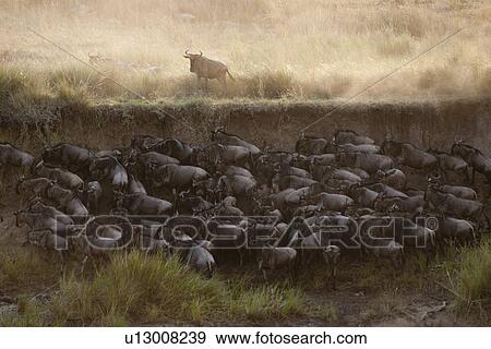 Herd of wildebeests in Kenya View Large Photo Image Stock Photo - Herd of wildebeests in Kenya. Fotosearch