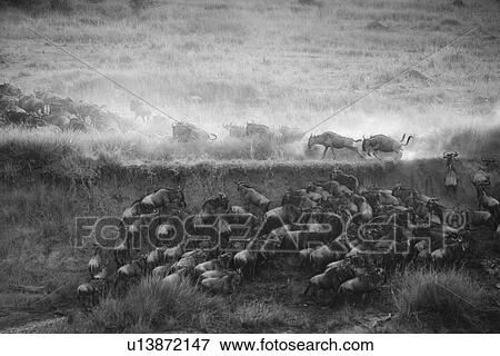 Stock Photo - Herd of wildebeests in Kenya. Fotosearch