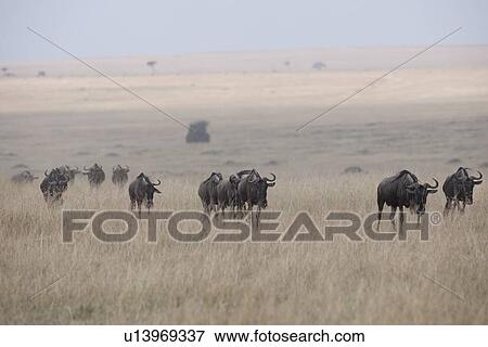 Stock Photo - Herd of wildebeests in Kenya. Fotosearch