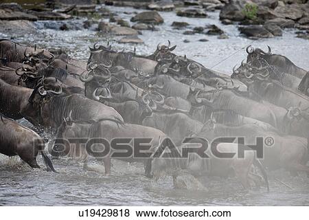 Stock Photo - Herd of wildebeests in Kenya. Fotosearch