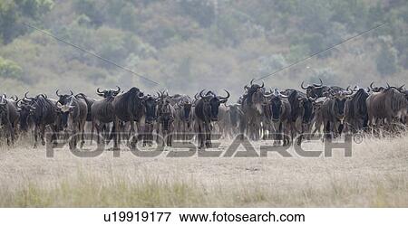 Herd of wildebeests in Kenya View Large Photo Image Stock Photo - Herd of wildebeests in Kenya. Fotosearch