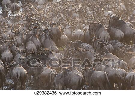 Herd of wildebeests in Kenya View Large Photo Image Stock Photograph - Herd of wildebeests in Kenya. Fotosearch