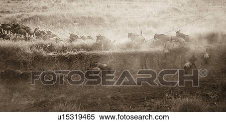 Herd of wildebeests in Kenya View Large Photo Image Stock Photography - Herd of wildebeests in Kenya. Fotosearch