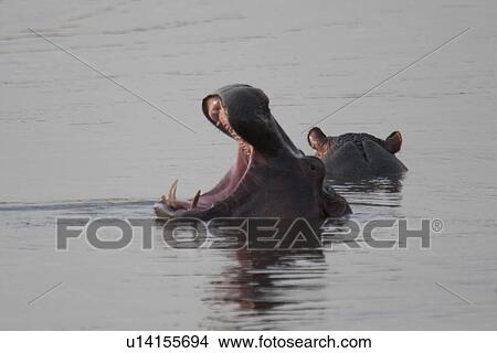 Hippo wildlife in Kenya View Large Photo Image Picture - Hippo wildlife in Kenya. Fotosearch