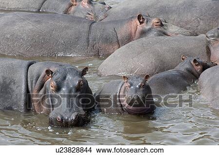 Hippo wildlife in Kenya View Large Photo Image Picture - Hippo wildlife in Kenya. Fotosearch