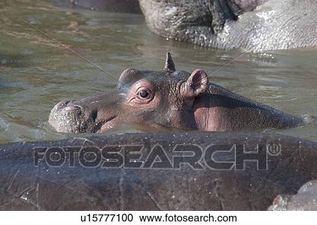 Stock Image - Hippo wildlife in Kenya. Fotosearch