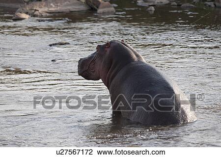 Hippo wildlife in Kenya View Large Photo Image Stock Image - Hippo wildlife in Kenya. Fotosearch