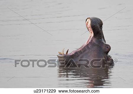 Stock Photo - Hippo wildlife in Kenya. Fotosearch