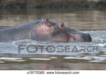Hippopotamaus wildlife in Kenya View Large Photo Image Stock Image - Hippopotamaus wildlife in Kenya. Fotosearch